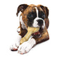 Nylabone Power Chew XL Dog Chew Toys for Aggressive Chewers