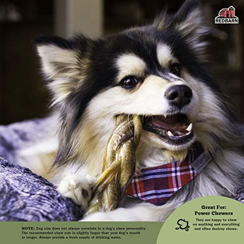 Redbarn 12" Braided Bully Sticks for Dogs. Natural, Grain-Free, Highly Palatable, Long-Lasting Dental Chews Sourced from Free-Range, Grass-Fed Cattle